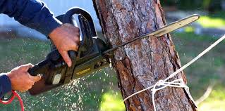 Best Storm Damage Tree Cleanup  in Innsbrook, VA